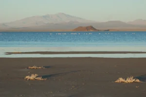 Laguna de Llancanelo